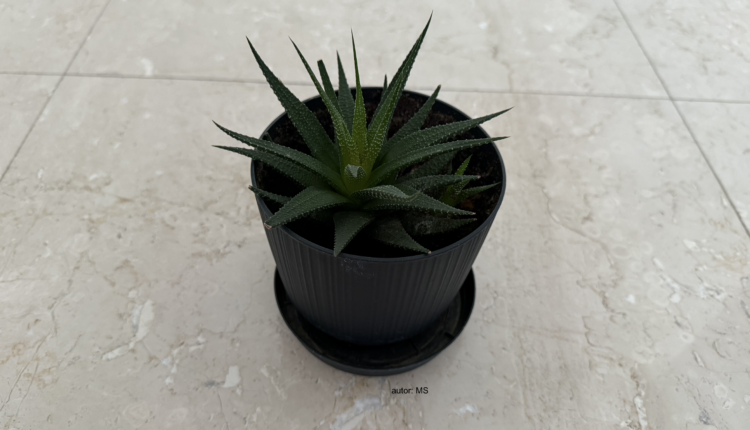 aloe