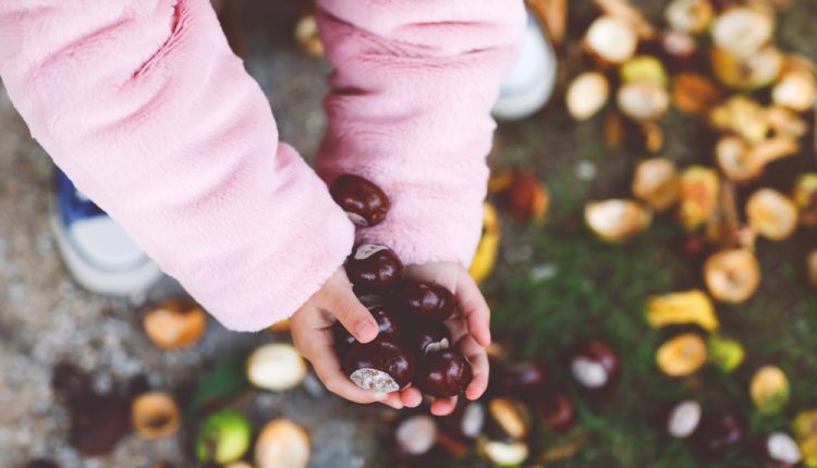 Closeup,Of,Hands,Of,Toddler,Girl,Picking,Chestnuts,In,A
